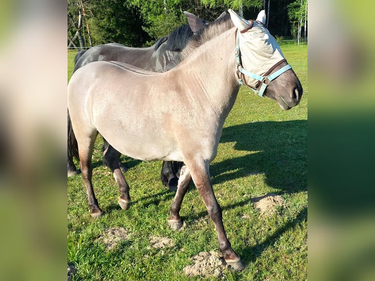 Konik Stute 8 Jahre 140 cm in Gietrzwałd