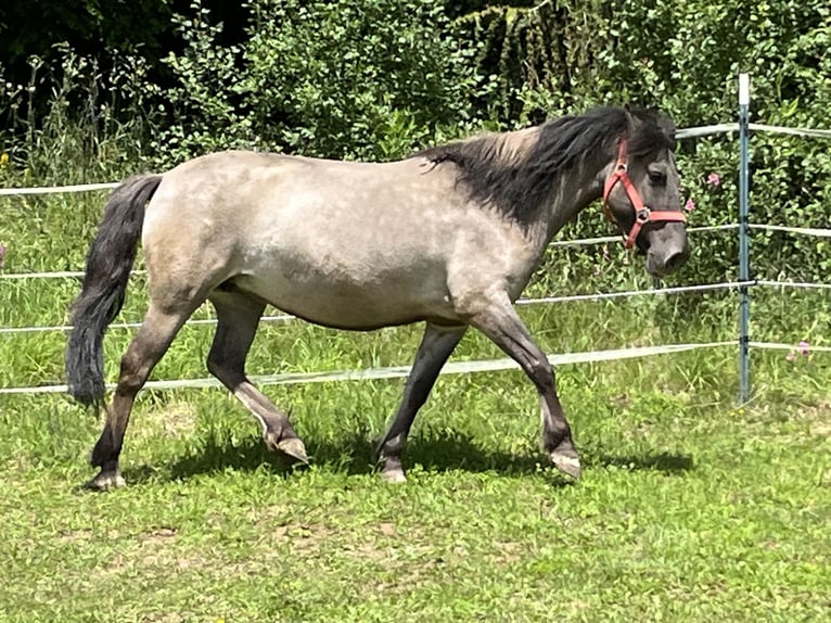 Konik Stute 8 Jahre 140 cm Grullo in Ursensollen