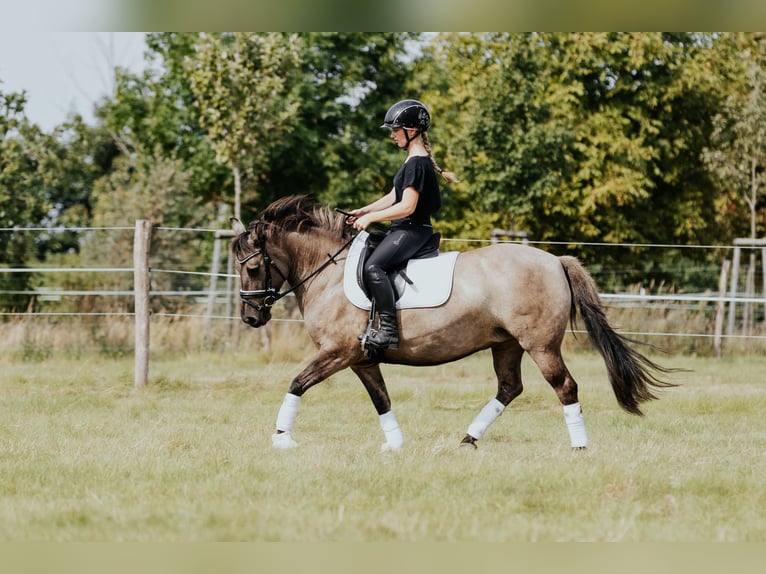 Konik Stute 9 Jahre 135 cm in L&#xF6;wenberger Land