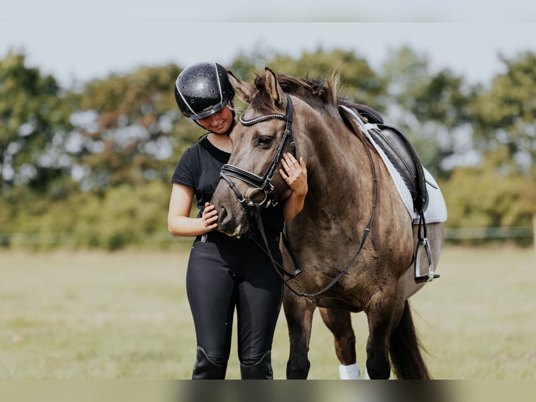 Konik Stute 9 Jahre 135 cm in L&#xF6;wenberger Land