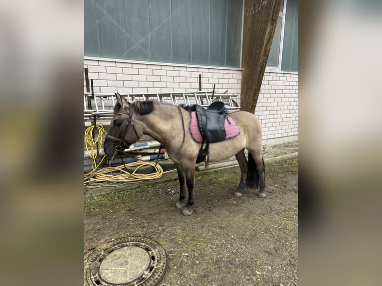 Konik Stute 9 Jahre 142 cm in Wendelstein