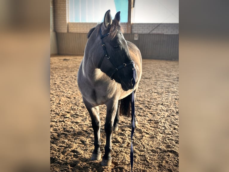 Konik Stute 9 Jahre 142 cm in Wendelstein