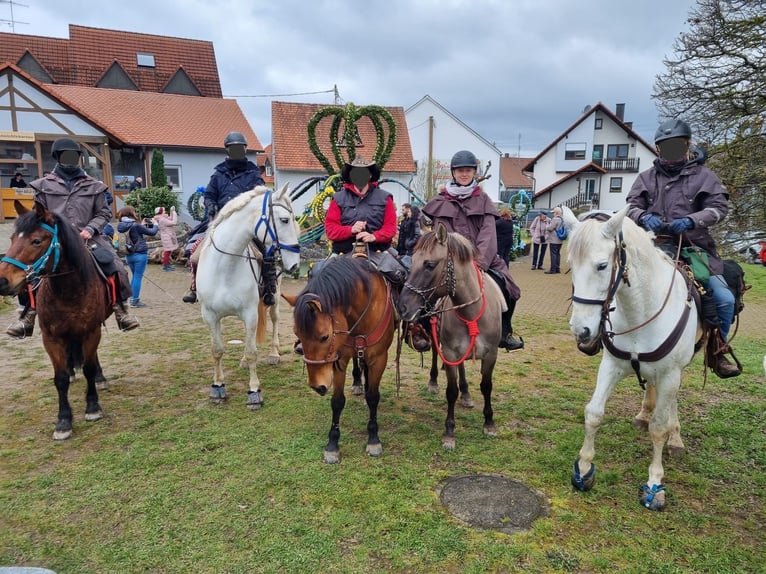 Konik Stute 9 Jahre 142 cm in Wendelstein