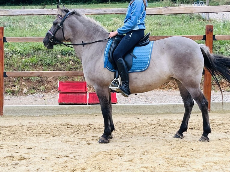 Konik Stute 9 Jahre 147 cm Grullo in Ursensollen