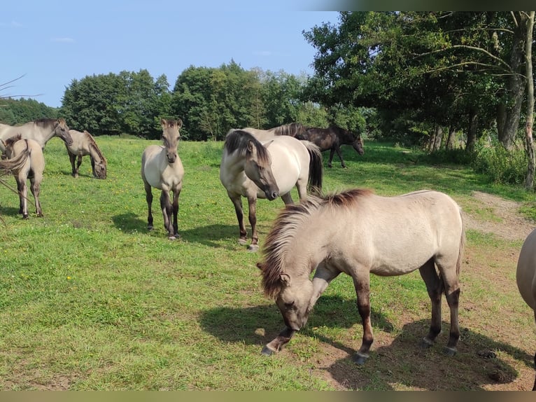 Konik Stute Fohlen (03/2024) 135 cm Red Dun in Dobrzany