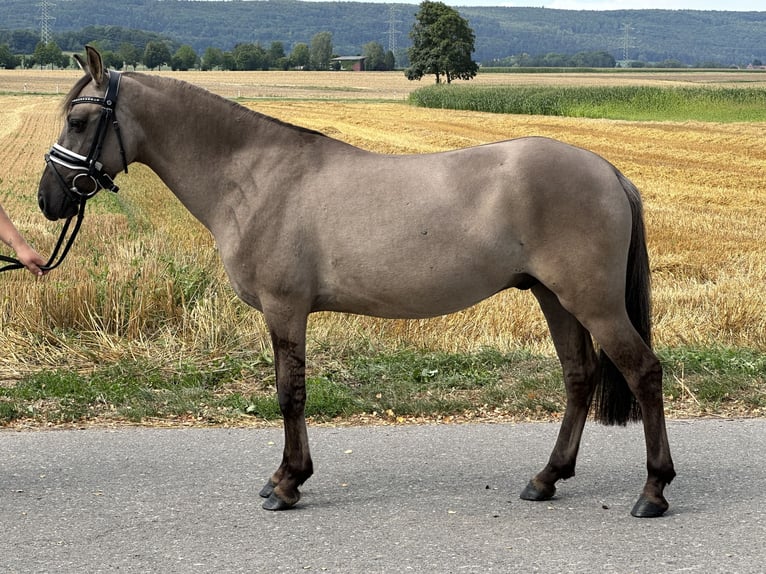 Konik Valack 3 år 135 cm Black in Riedlingen