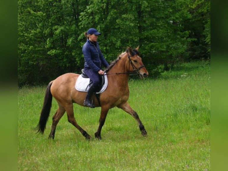 Konik Valack 3 år 142 cm Fux med ål in Gross Schackdorf