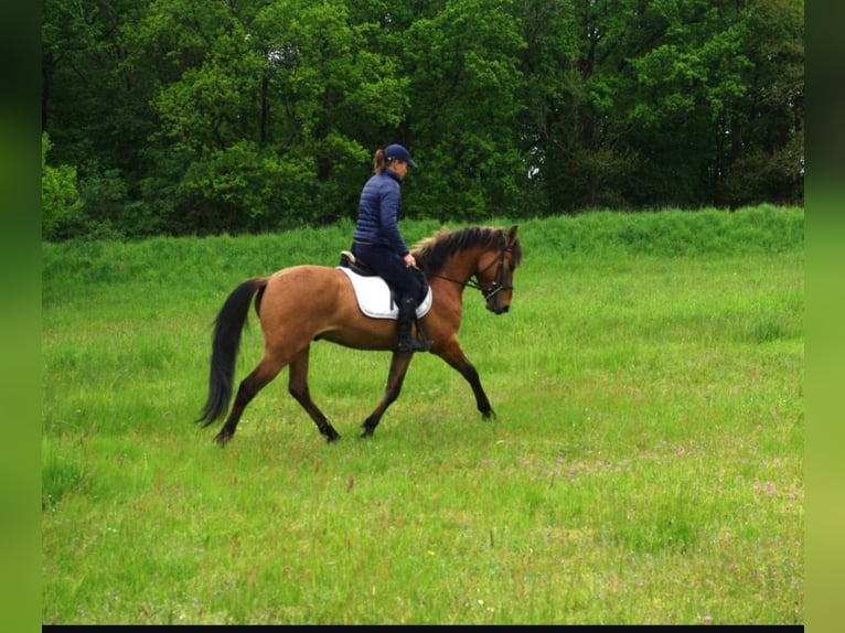 Konik Valack 4 år 142 cm Black in Gross Schackdorf