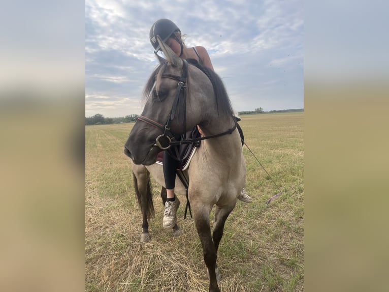 Konik Valack 6 år 145 cm in Berlin