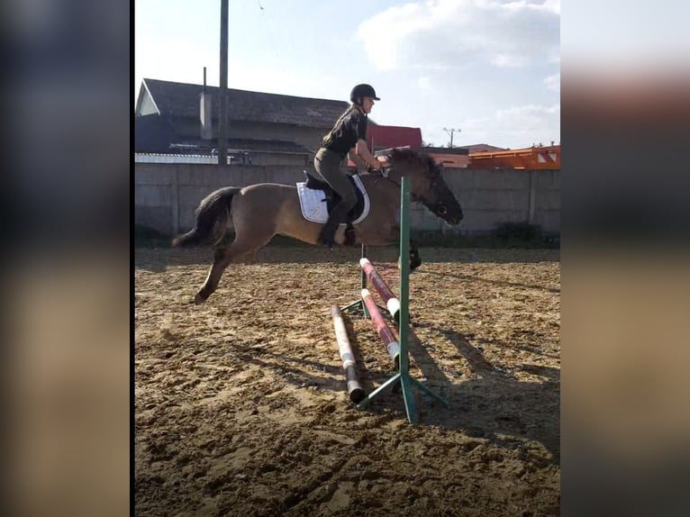 Konik Valack 8 år 130 cm Kan vara vit in Zakole-Wiktorowo