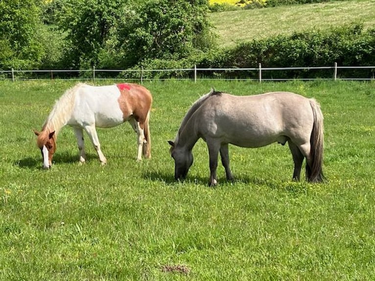 Konik Wallach 10 Jahre 135 cm Falbe in Eschwege