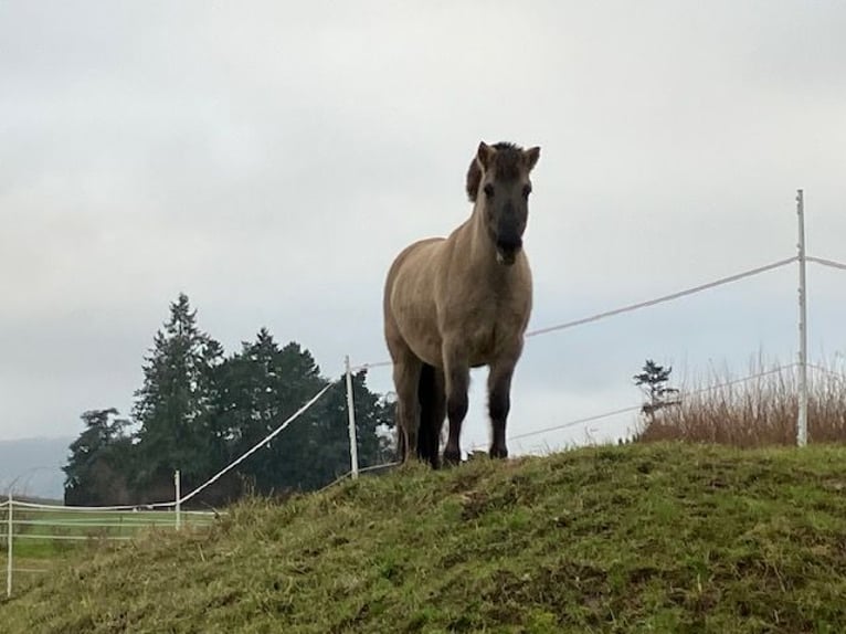 Konik Wallach 10 Jahre 135 cm Falbe in Eschwege