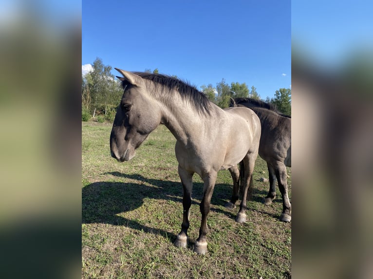 Konik Wallach 10 Jahre 135 cm Falbe in Pegau