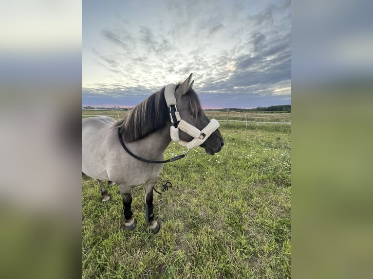 Konik Wallach 10 Jahre 138 cm Buckskin in Janowicze