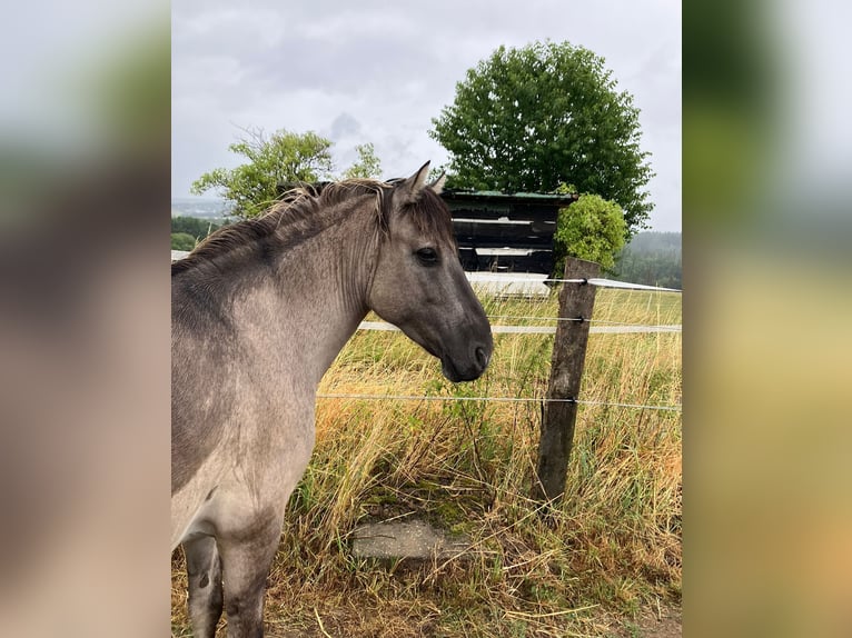 Konik Wallach 11 Jahre 140 cm  in Altenkirchen