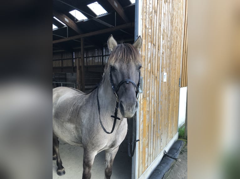 Konik Wallach 11 Jahre 140 cm  in Altenkirchen