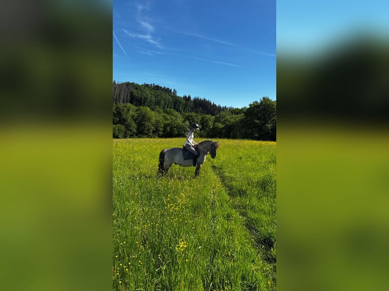 Konik Wallach 11 Jahre 140 cm  in Altenkirchen