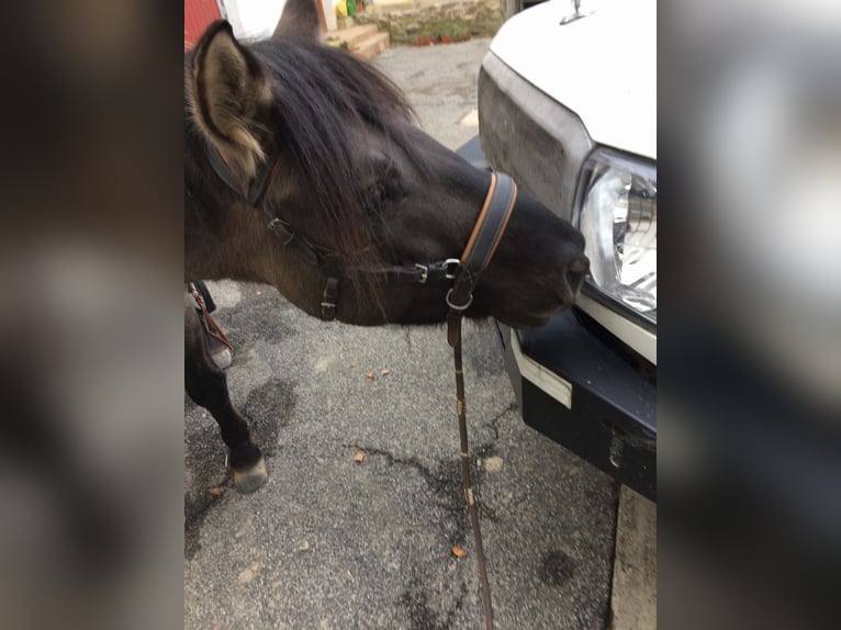 Konik Wallach 11 Jahre 140 cm  in Dillendorf