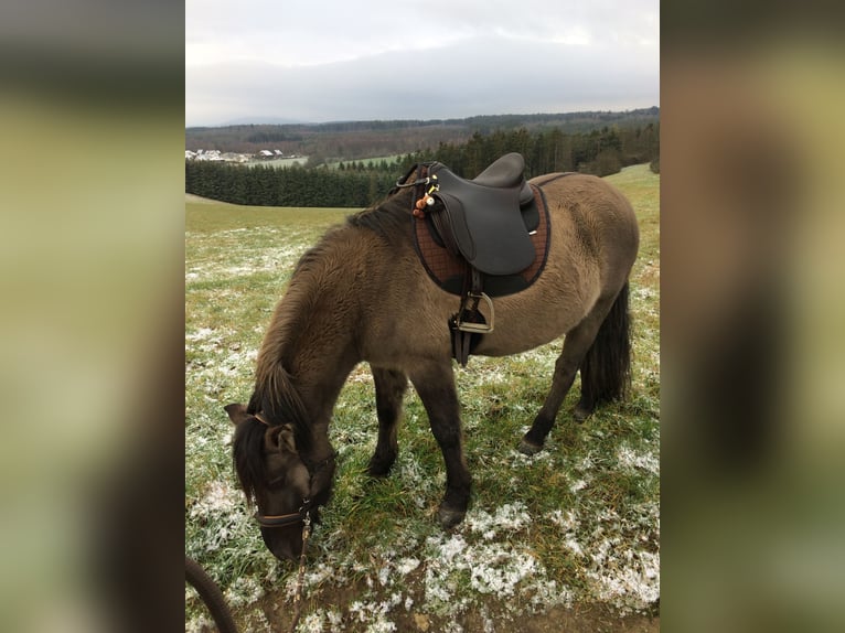 Konik Wallach 11 Jahre 140 cm  in Dillendorf