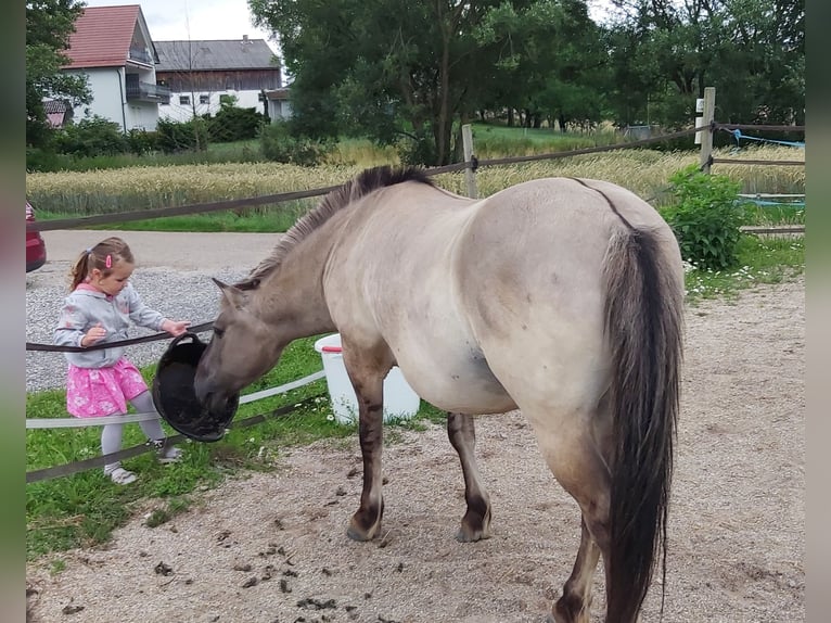 Konik Wallach 12 Jahre 130 cm Falbe in Bernhardswald