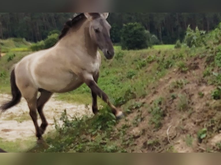 Konik Wallach 12 Jahre 130 cm Falbe in Bernhardswald