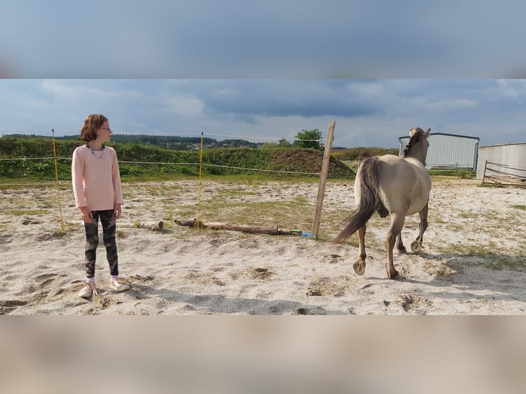 Konik Wallach 12 Jahre 130 cm Falbe in Bernhardswald