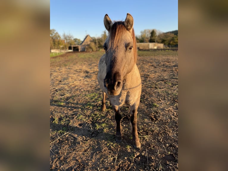 Konik Wallach 12 Jahre 132 cm Falbe in Reitwein