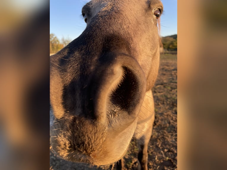 Konik Wallach 12 Jahre 132 cm Falbe in Reitwein