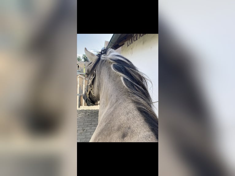Konik Wallach 12 Jahre 135 cm Buckskin in Erlangen