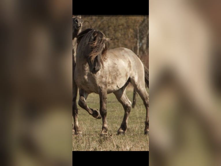 Konik Wallach 12 Jahre 135 cm Buckskin in Erlangen