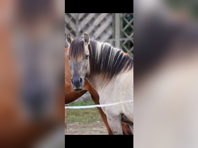 Konik Wallach 12 Jahre 135 cm Buckskin in Erlangen