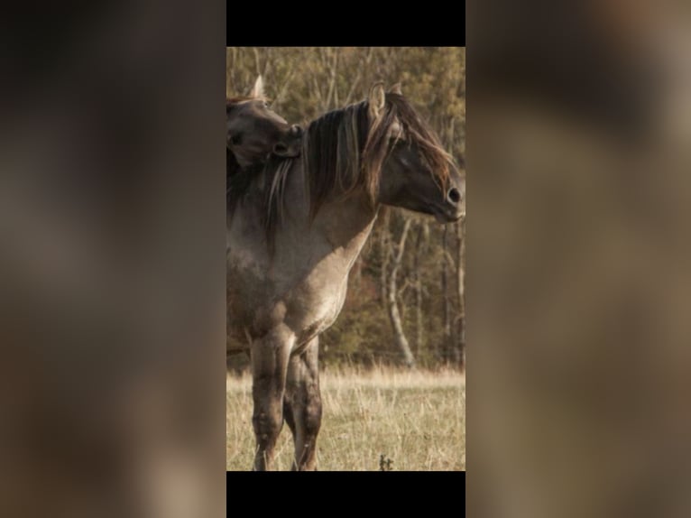 Konik Wallach 12 Jahre 135 cm Buckskin in Erlangen