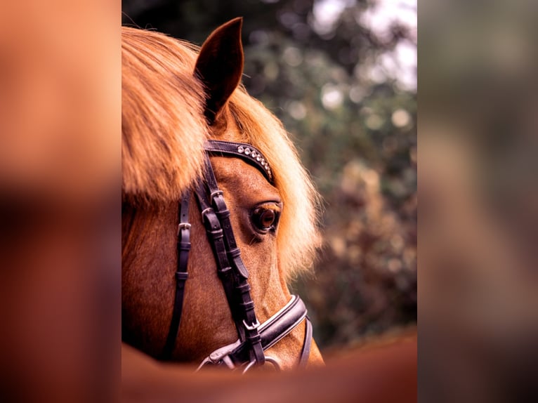 Konik Wallach 13 Jahre 128 cm Fuchs in Billerbeck