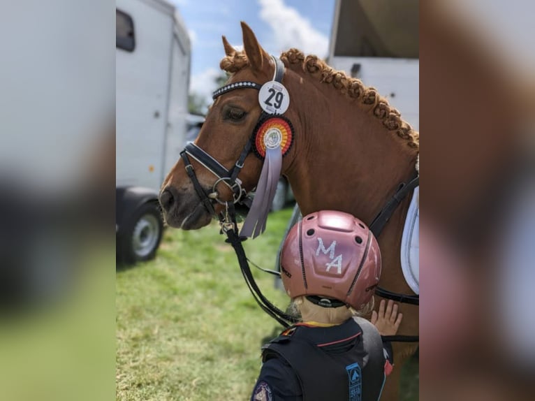 Konik Wallach 13 Jahre 128 cm Fuchs in Billerbeck