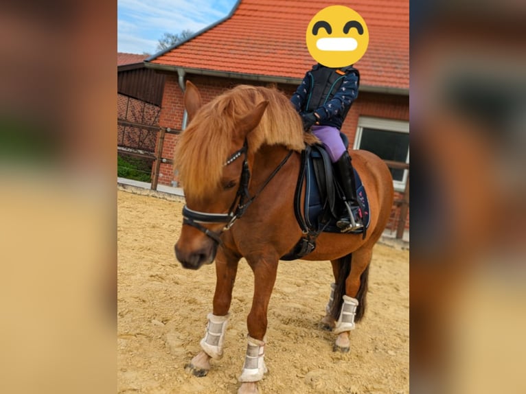 Konik Wallach 13 Jahre 128 cm Fuchs in Billerbeck