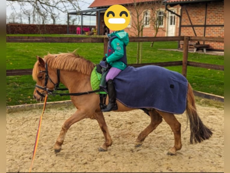 Konik Wallach 13 Jahre 128 cm Fuchs in Billerbeck