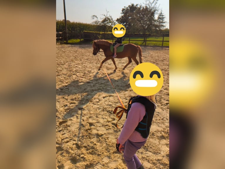 Konik Wallach 13 Jahre 128 cm Fuchs in Billerbeck