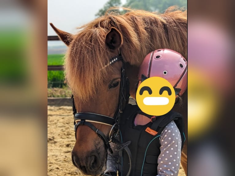 Konik Wallach 13 Jahre 128 cm Fuchs in Billerbeck