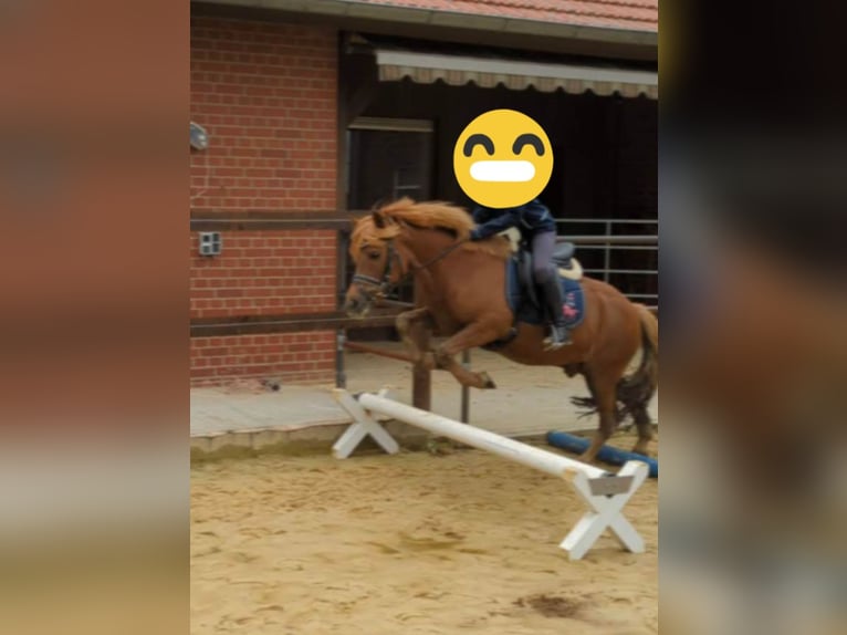 Konik Wallach 13 Jahre 128 cm Fuchs in Billerbeck