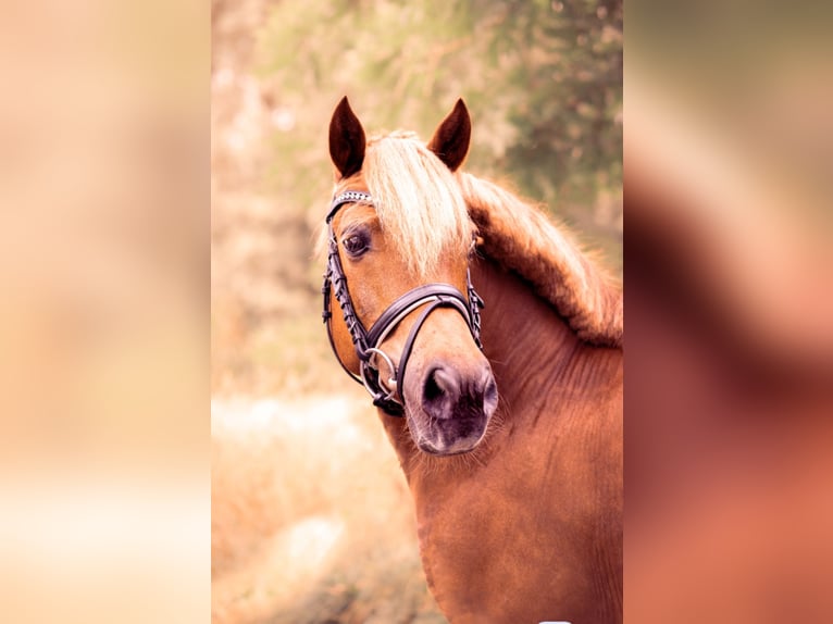 Konik Wallach 13 Jahre 128 cm Fuchs in Billerbeck