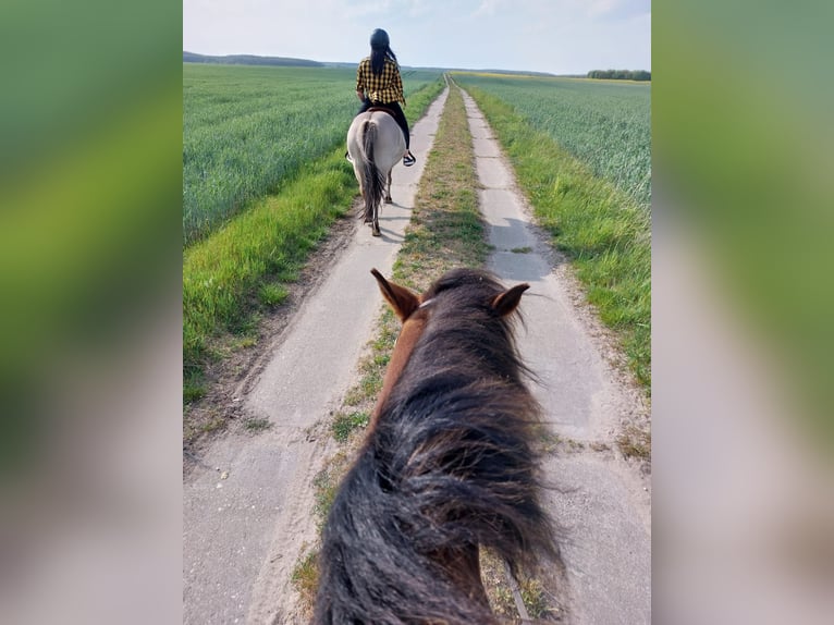 Konik Wallach 13 Jahre 136 cm Falbe in Wiesenaue