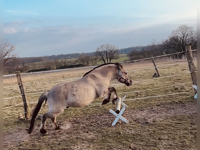 Konik Wallach 13 Jahre 136 cm Falbe in Wiesenaue