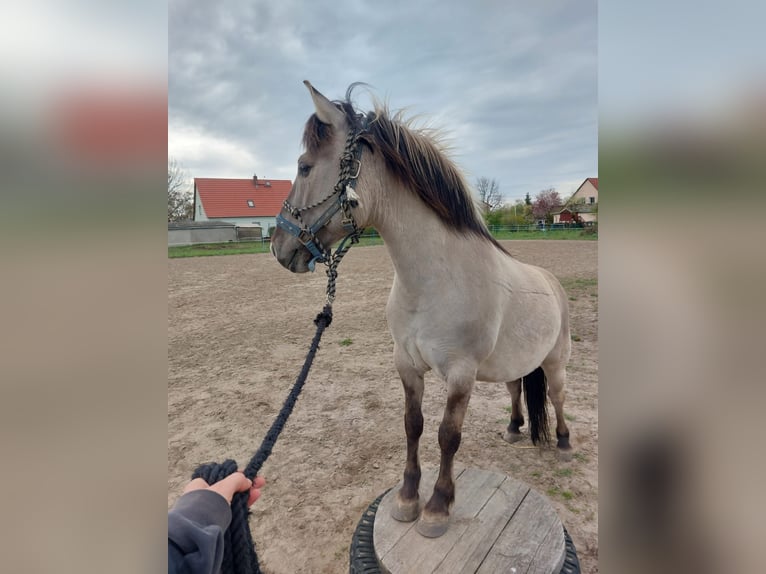 Konik Wallach 13 Jahre 136 cm Falbe in Wiesenaue