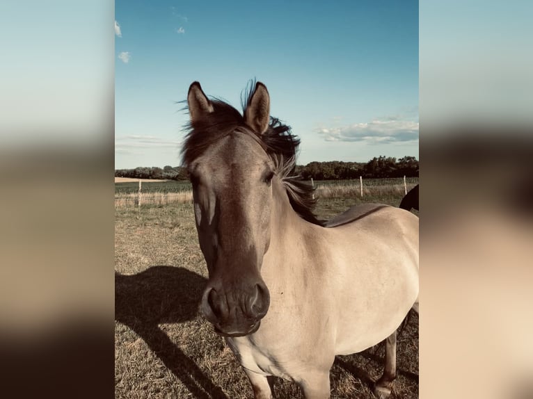 Konik Wallach 13 Jahre 136 cm Falbe in Wiesenaue
