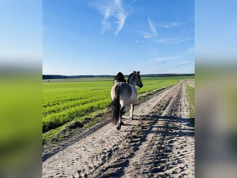 Konik Wallach 13 Jahre 136 cm Falbe in Wiesenaue