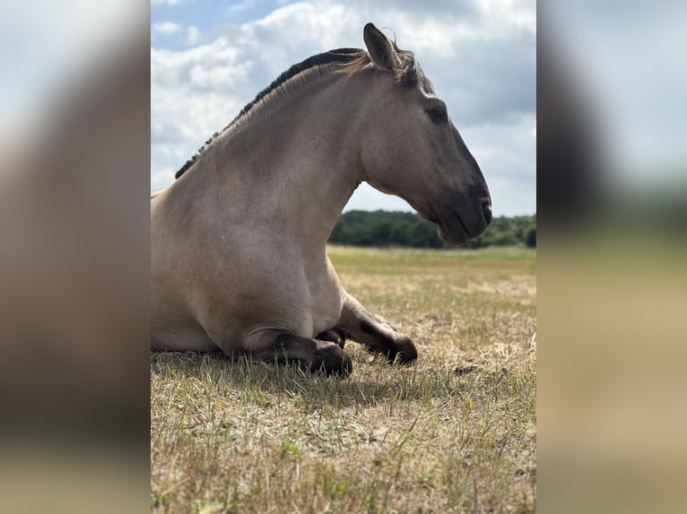 Konik Wallach 13 Jahre 136 cm Falbe in Wiesenaue