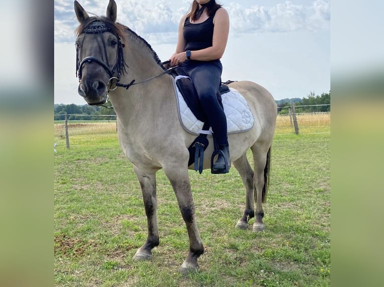 Konik Wallach 13 Jahre 136 cm Falbe in Wiesenaue
