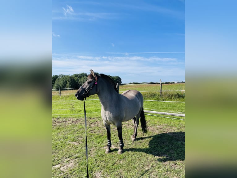 Konik Wallach 13 Jahre 136 cm Falbe in Wiesenaue