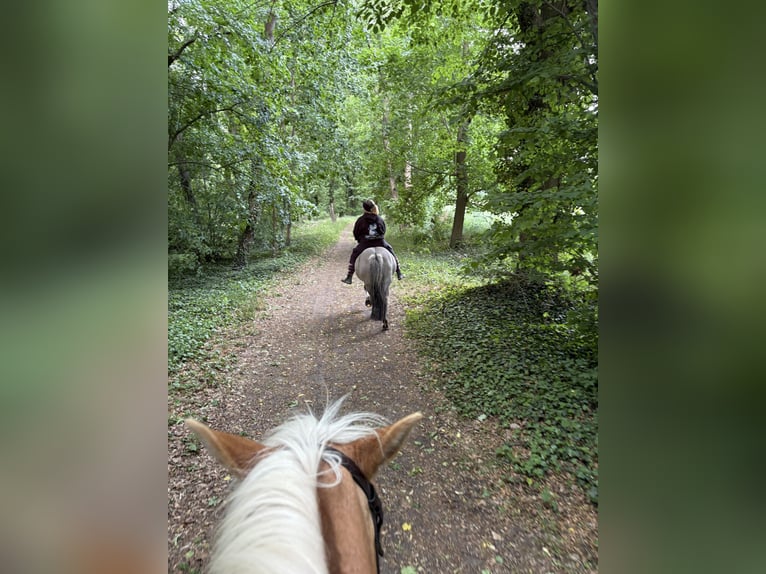 Konik Wallach 13 Jahre 136 cm Falbe in Wiesenaue