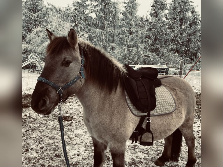 Konik Wallach 13 Jahre 136 cm Falbe in Wiesenaue